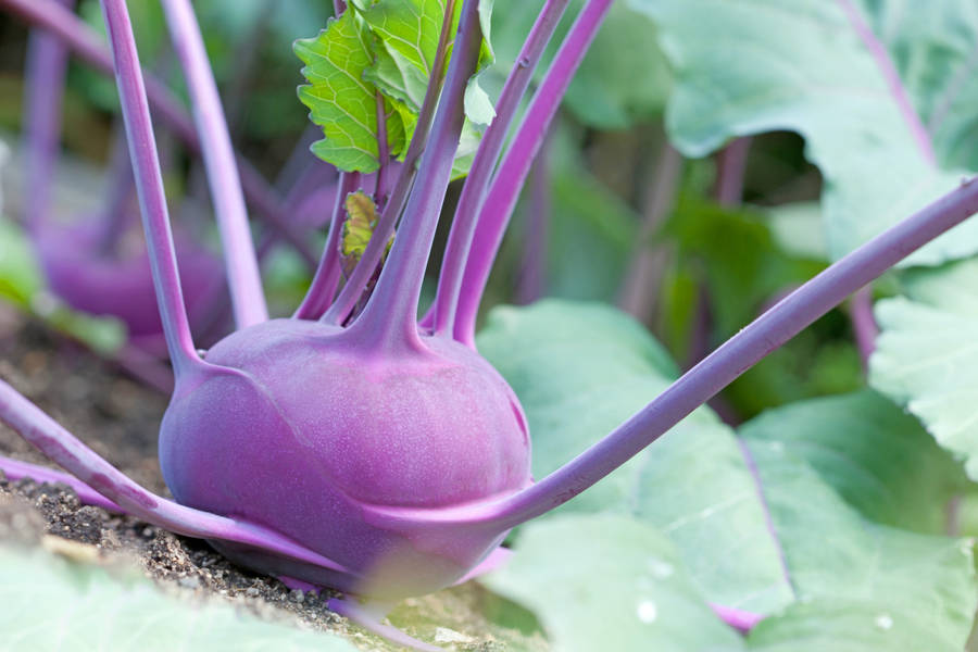 Purple Color Kohlrabi Vegetable Wallpaper