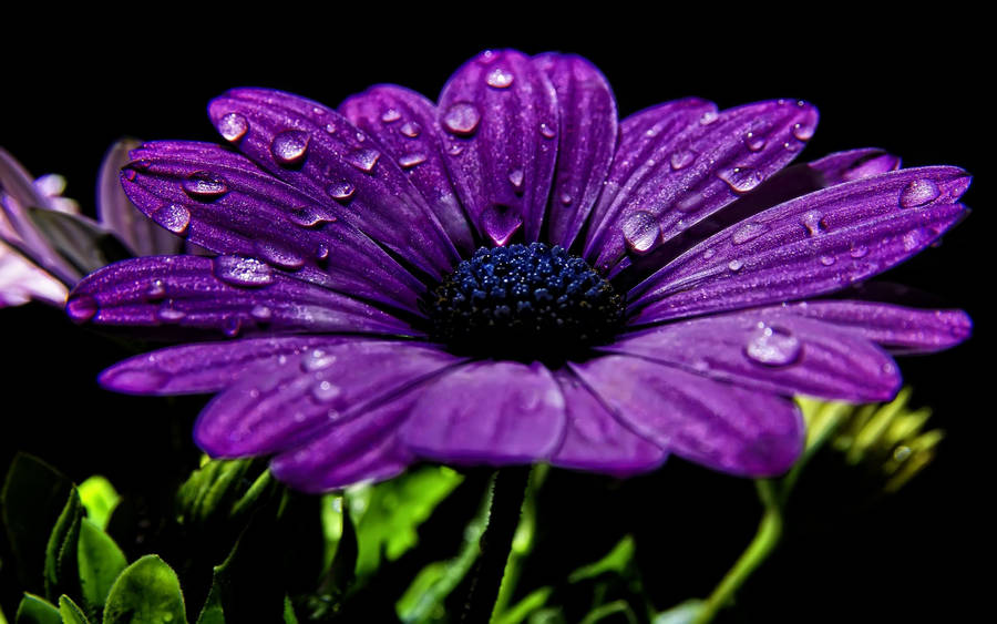 Purple Daisy Flower Wallpaper