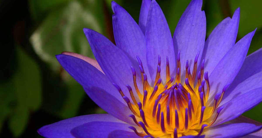 Purple Egyptian Water Lily Wallpaper