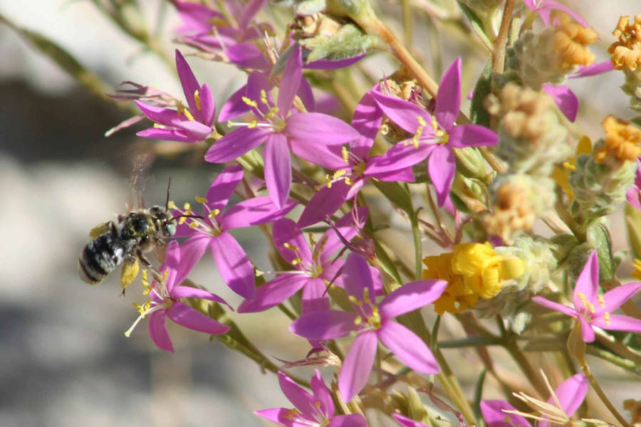 Purple Endemic Flowers Wallpaper