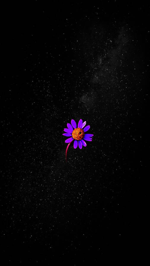 Purple Flower All Best Wallpaper