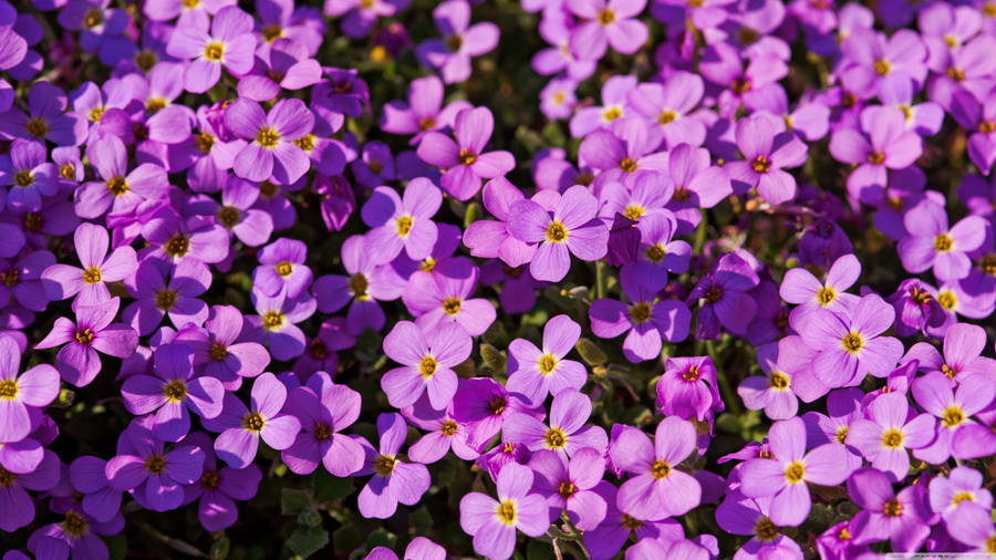 Purple Flower Bush Close-up Wallpaper