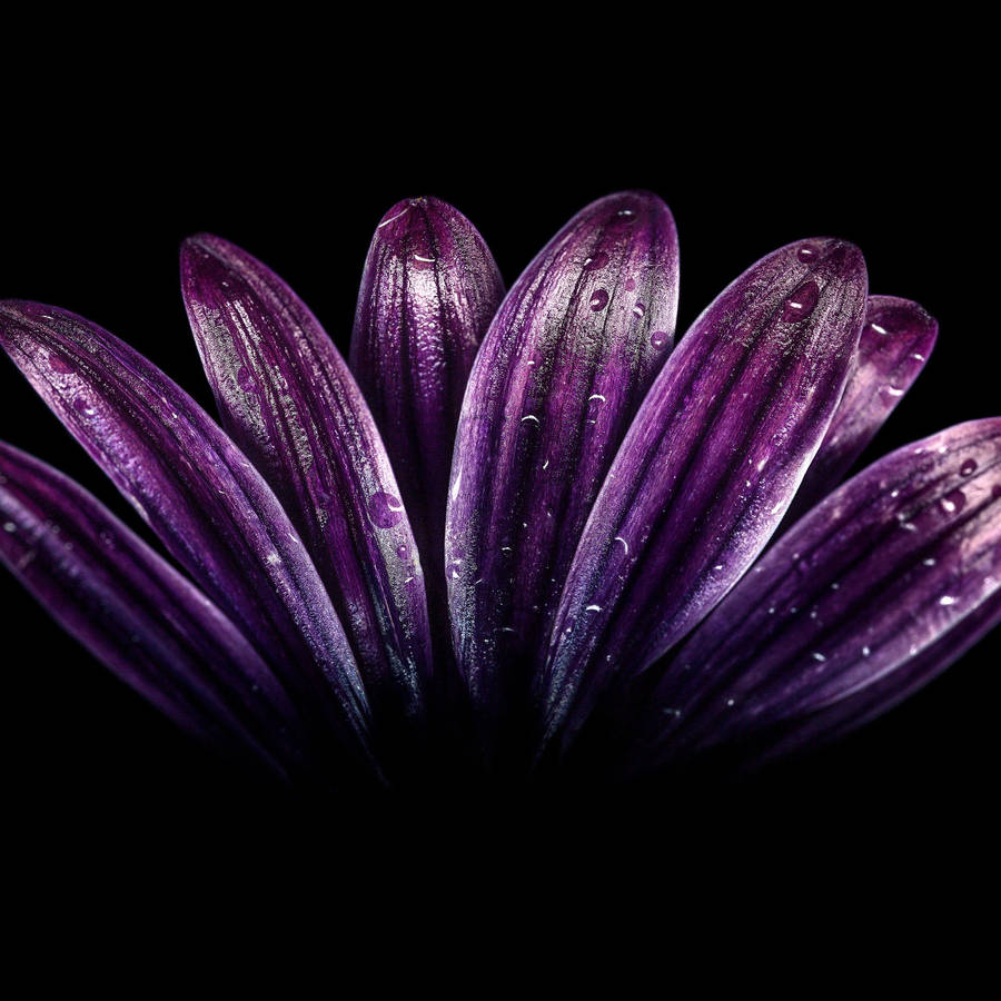 Purple Flower Close-up Of Petals Wallpaper