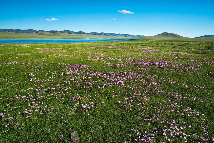 Purple Flower Field Of Mongolias Wallpaper