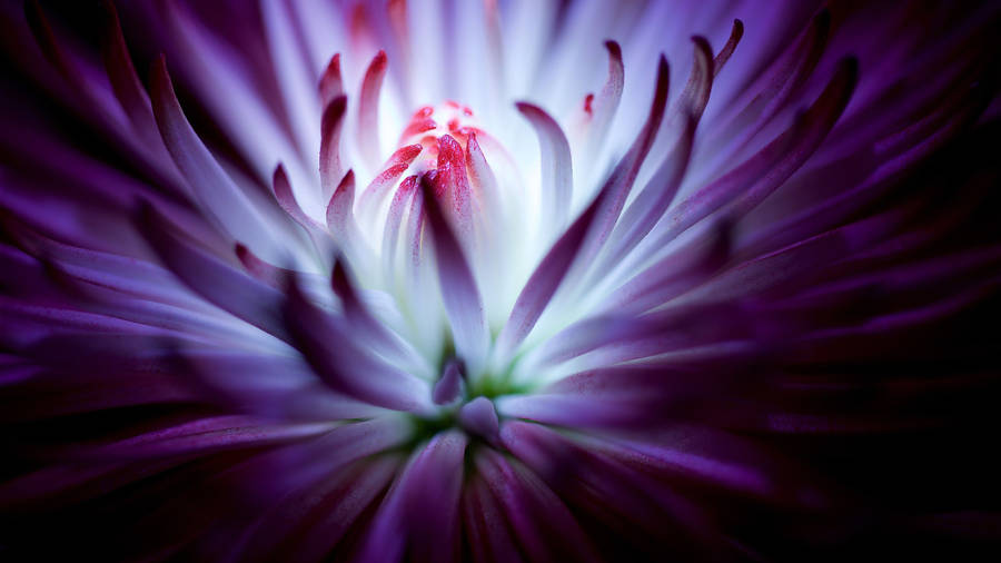 Purple Flowers Great Macro Shot Wallpaper