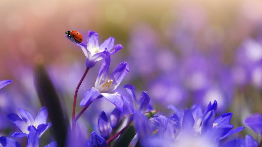 Purple Flowers With Ladybug Macro Shot Wallpaper