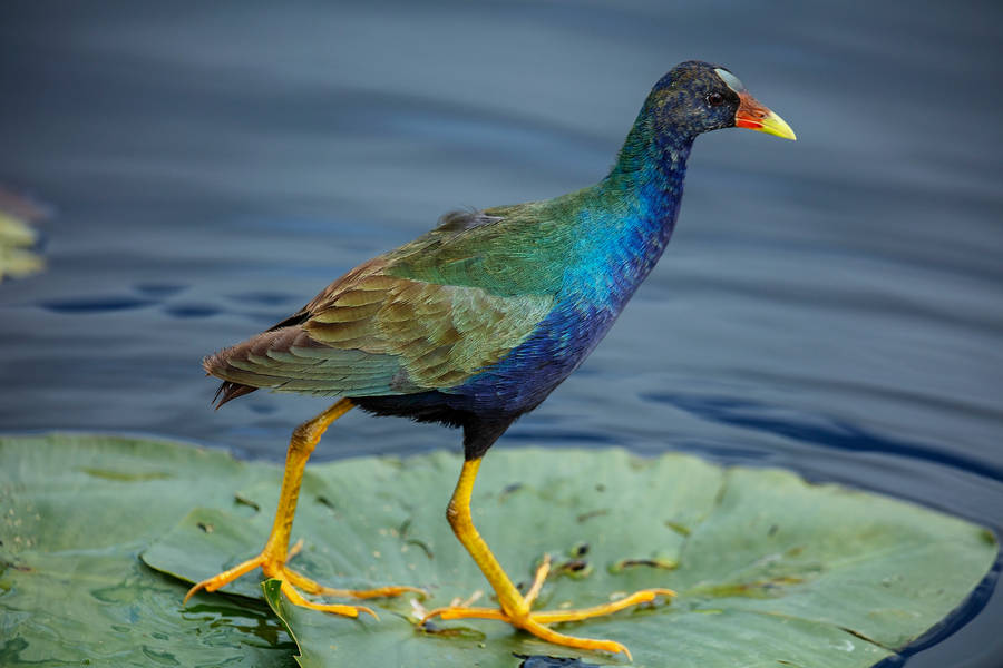 Purple Gallinule Everglades National Park Wallpaper