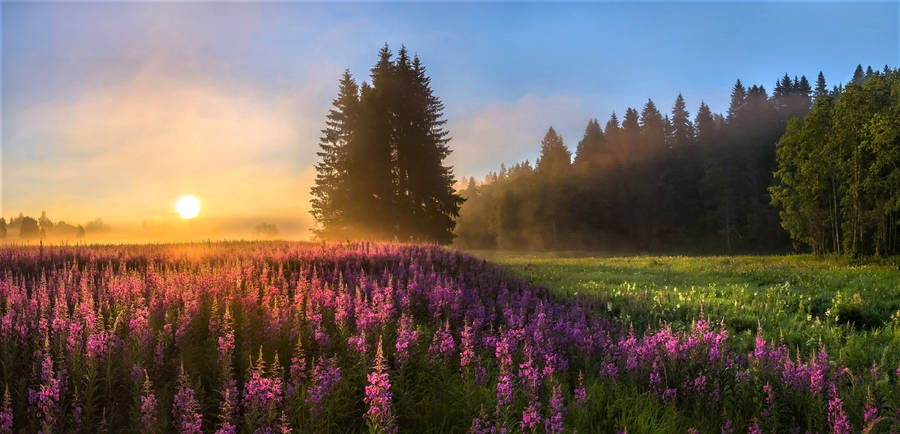 Purple Garden Morning Glory Sunrise Wallpaper