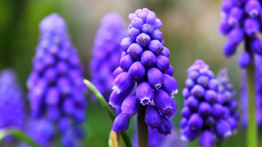 Purple Grape Hyacinth Plants Wallpaper