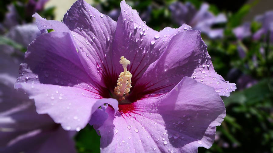 Purple Hibiscus Flower Wallpaper