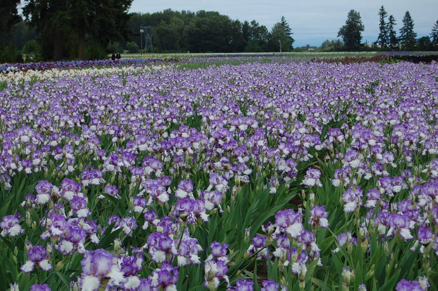 Purple Iris Flower Field Wallpaper