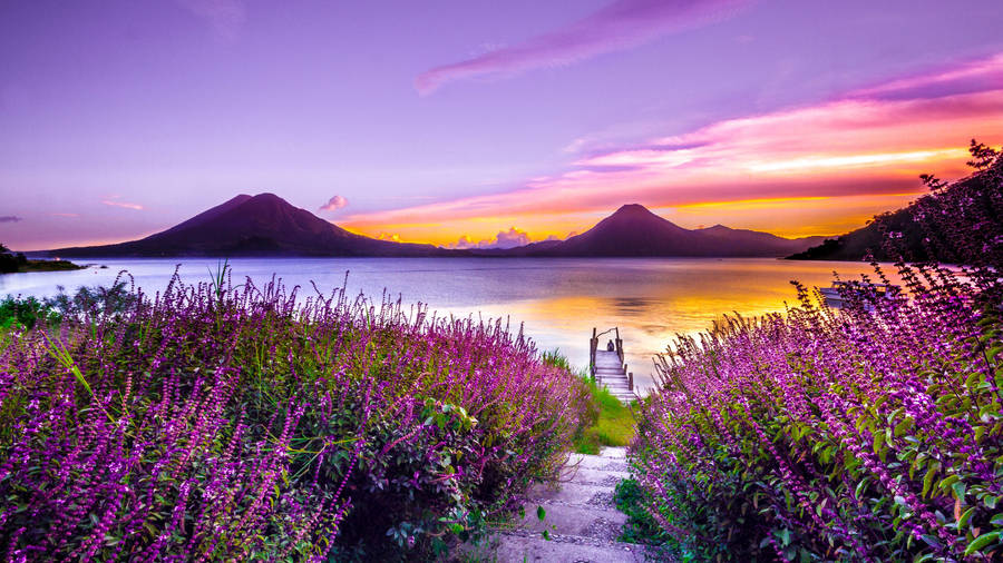 Purple Lavender Flower Field Near Lake Wallpaper