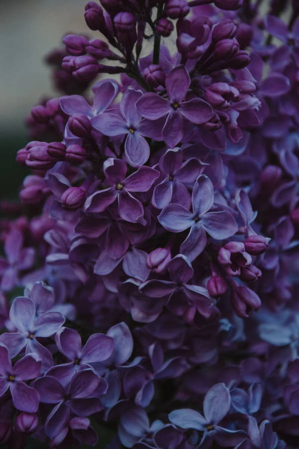 Purple Lilac Flowers Iphone Whatsapp Wallpaper