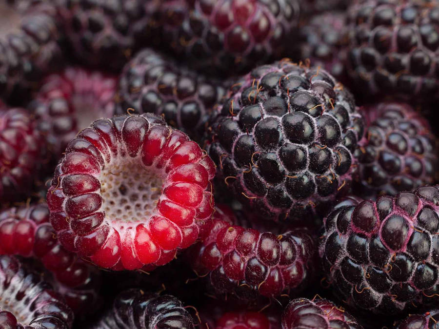 Purple Loganberries Wallpaper