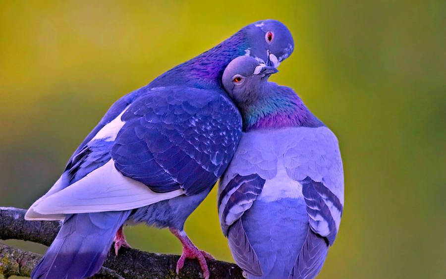 Purple Love Birds Wallpaper