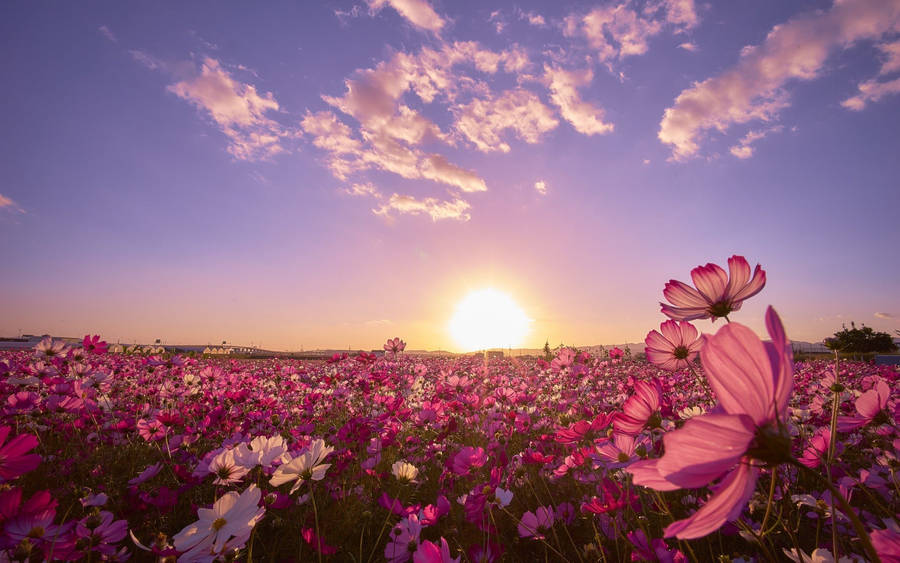 Purple Morning Glory Under Blue Sky Wallpaper