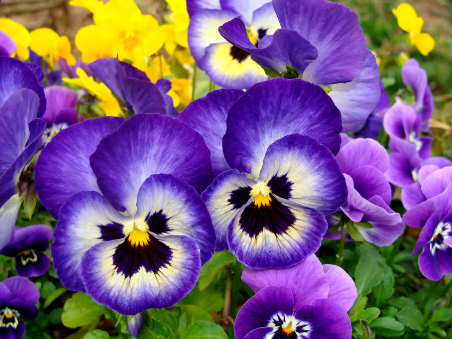 Purple Pansy Garden Wallpaper