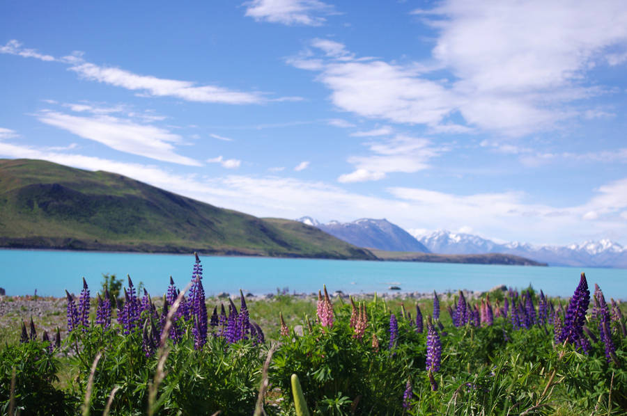 Purple Pink Flowers Hill View Wallpaper