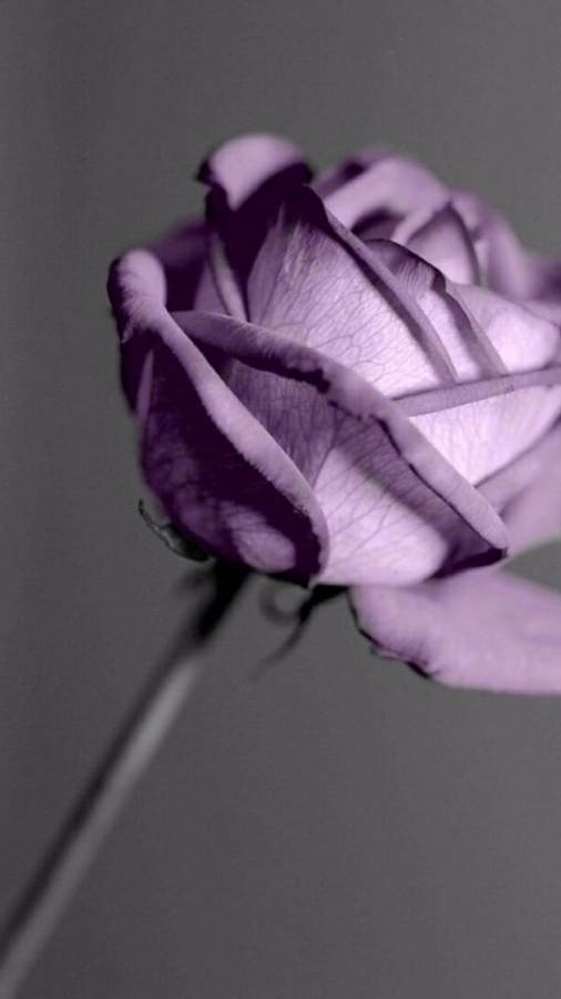 Purple Rose Gray Background Wallpaper