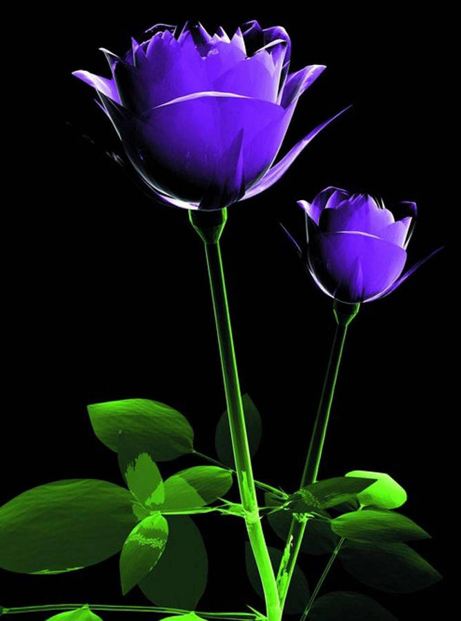 Purple Rose New Phone Wallpaper