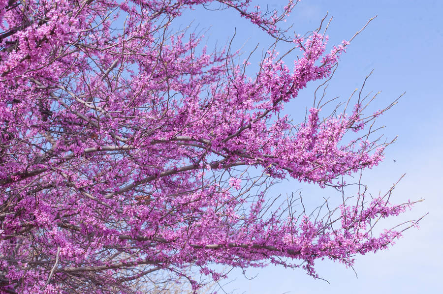 Purple Sakura Tree Wallpaper