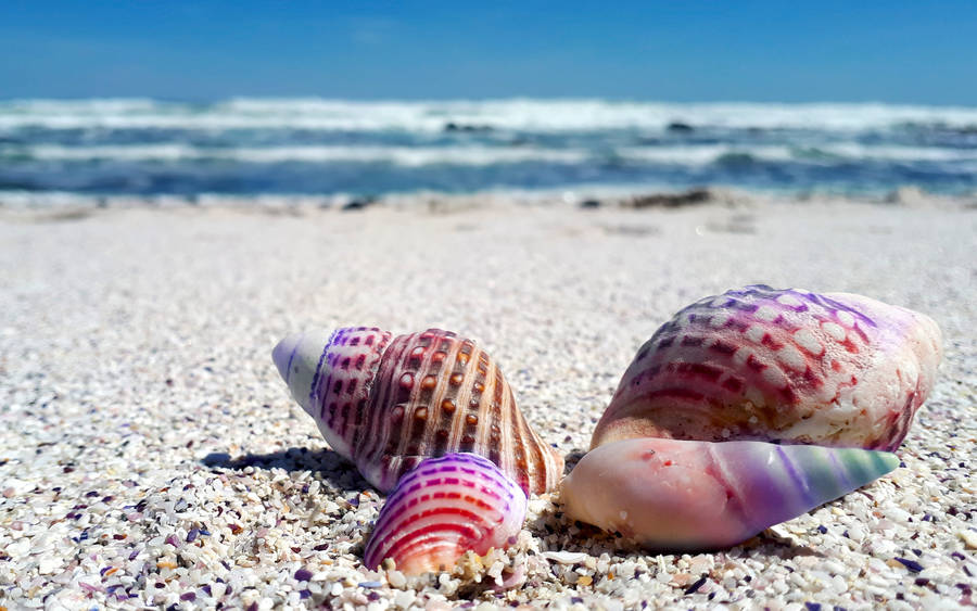 Purple Spiral Shells In Shore Wallpaper