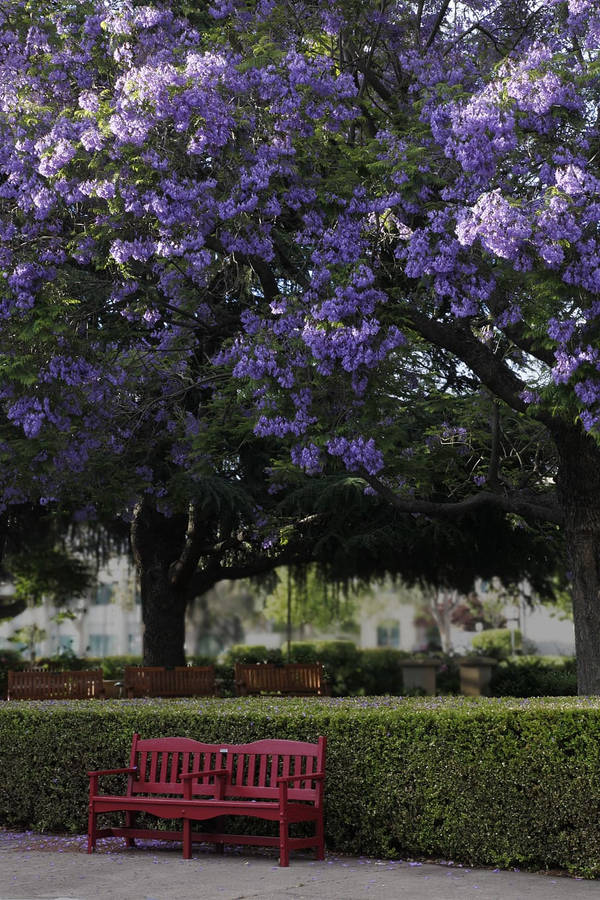 Purple Tree In The Park Wallpaper