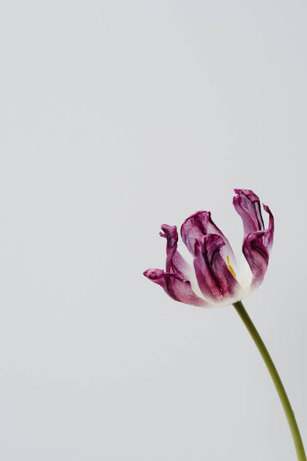 Purple Triumph Tulip Wallpaper