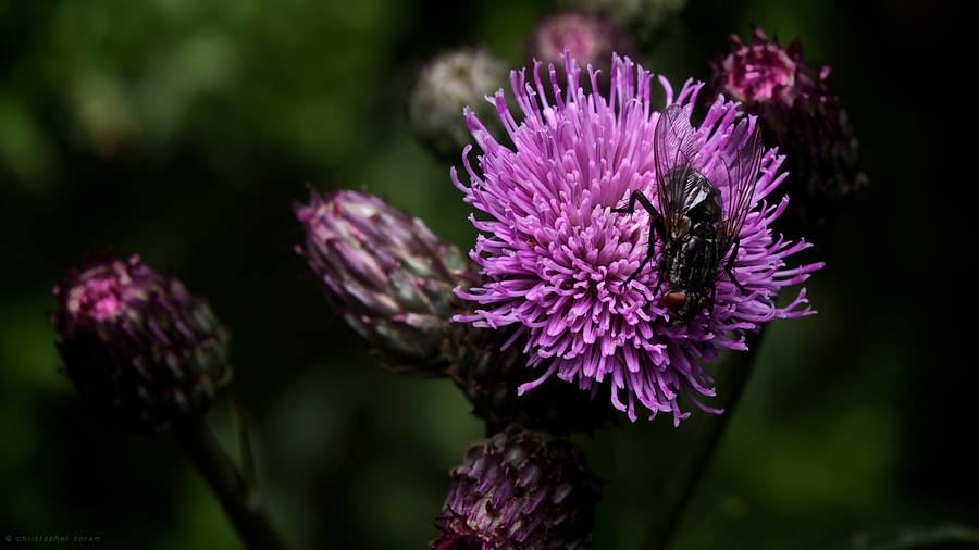 Purple Tumblr Flower And Fly Wallpaper