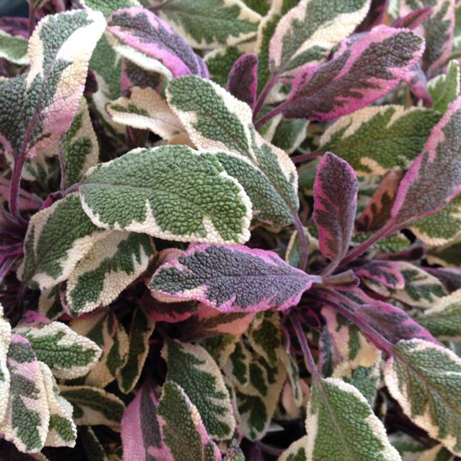 Purple White Sage Wallpaper