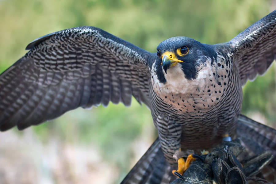 Qatar's National Bird Soars High Wallpaper