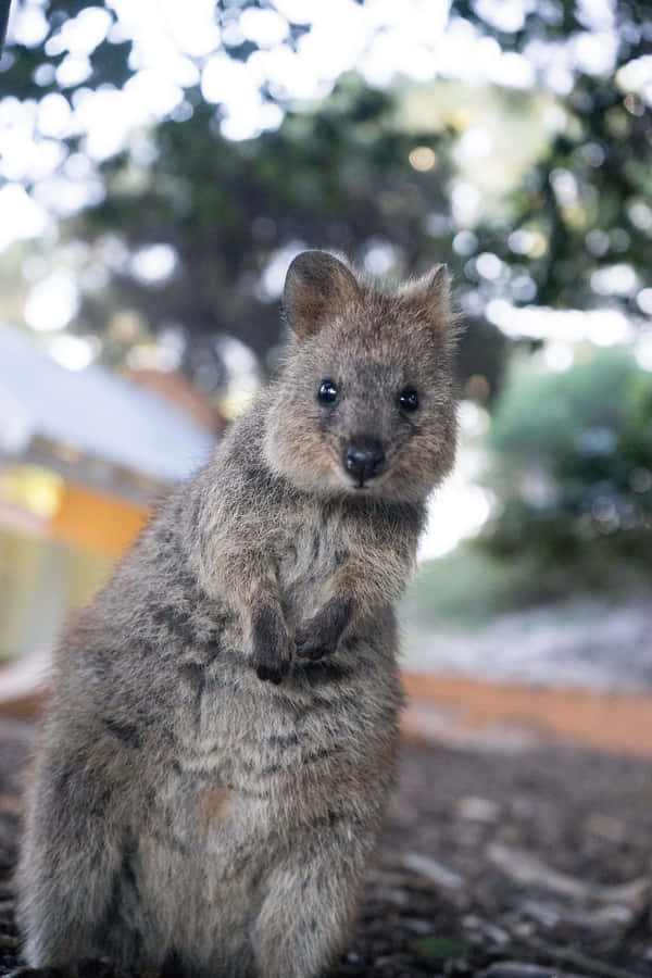 Quokka Standing Portrait Wallpaper