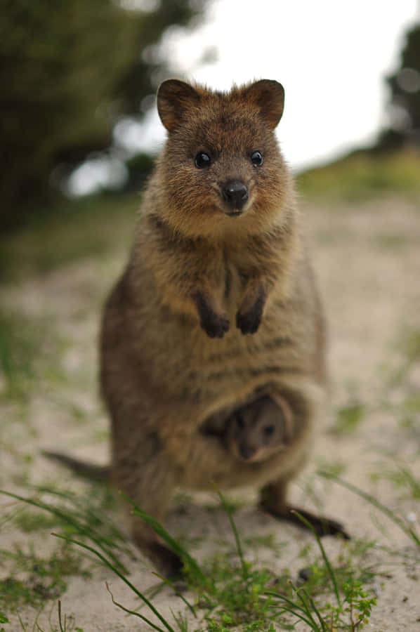 Quokka Standing Portrait Wallpaper