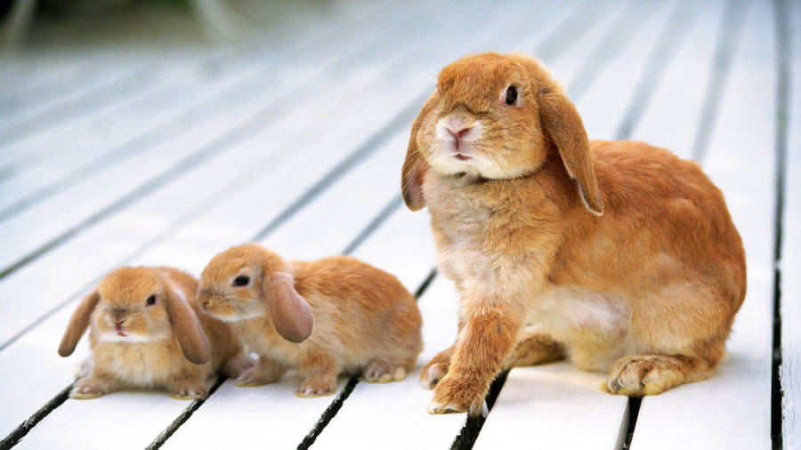 Rabbit Family On The Floor Wallpaper