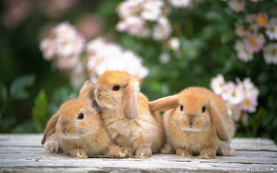 Rabbits With Lop Ears Wallpaper