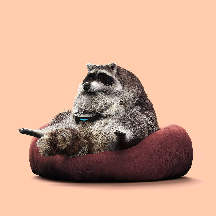 Raccoon Gamer In Pink Wallpaper