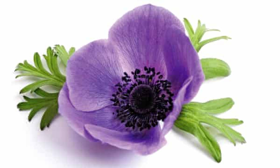 Radiant Anemone Flowers In Full Bloom Wallpaper