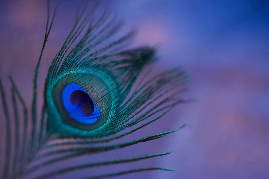 Radiant Blue-green Mor Pankh (peacock Feather) Against A High Contrast Background Wallpaper