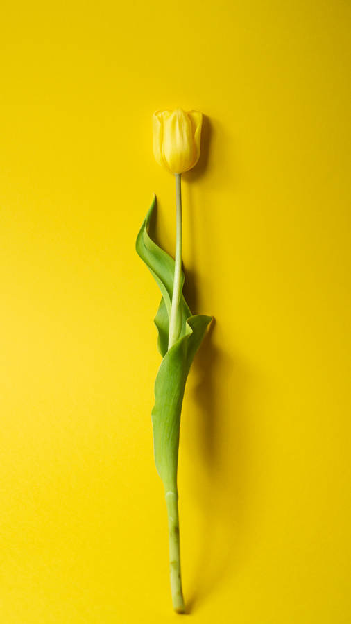 Radiant Yellow Tulip Hd Wallpaper