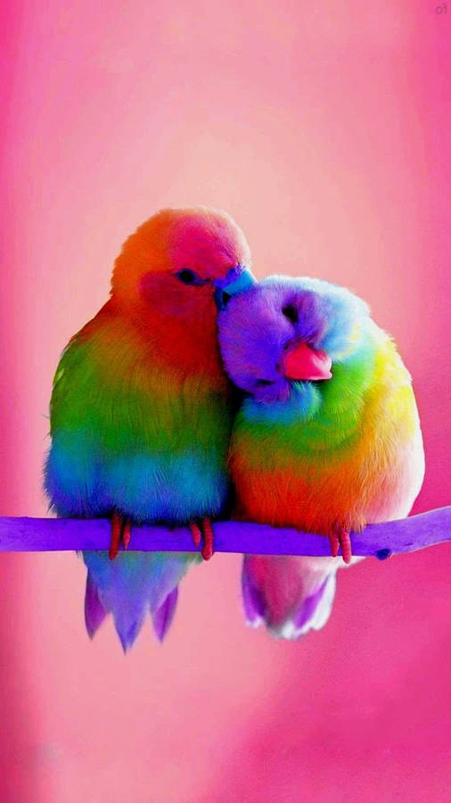 Rainbow Love Birds On Pink Background Wallpaper