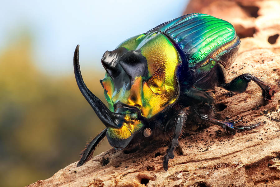 Rainbow Scarab Beetle Wallpaper