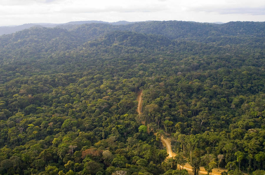 Rainforest In Gabon Wallpaper