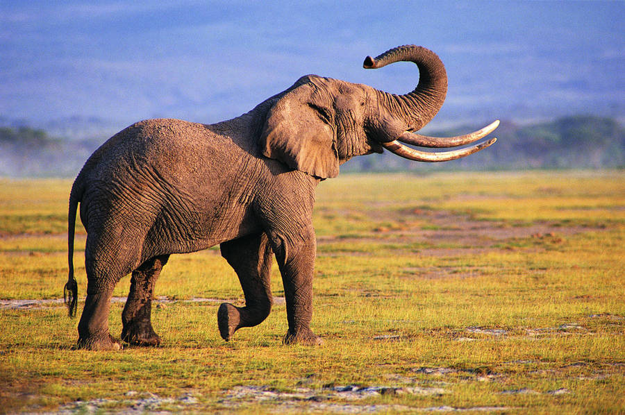 Raising Its Trunk High! Wallpaper