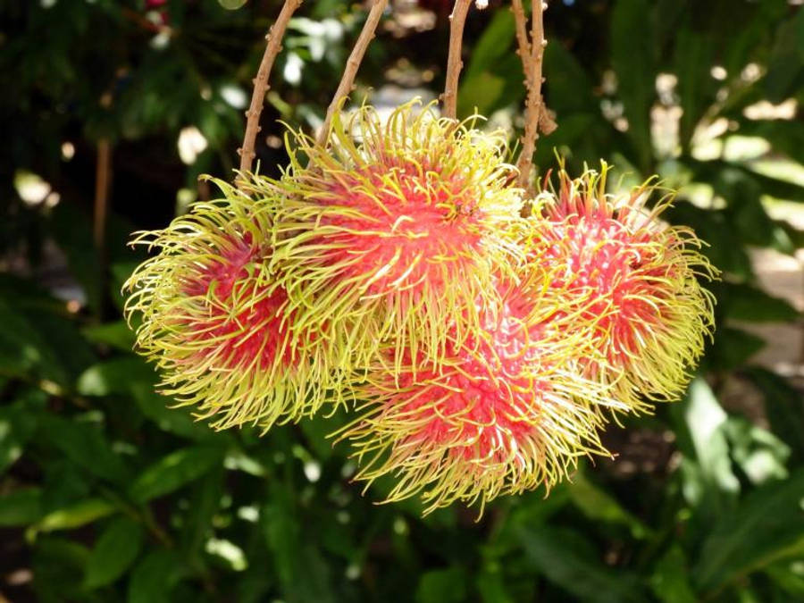 Rambutan Fruits Wallpaper