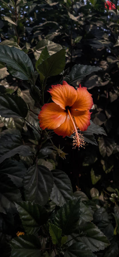 Rare Hibiscus Flower Wallpaper