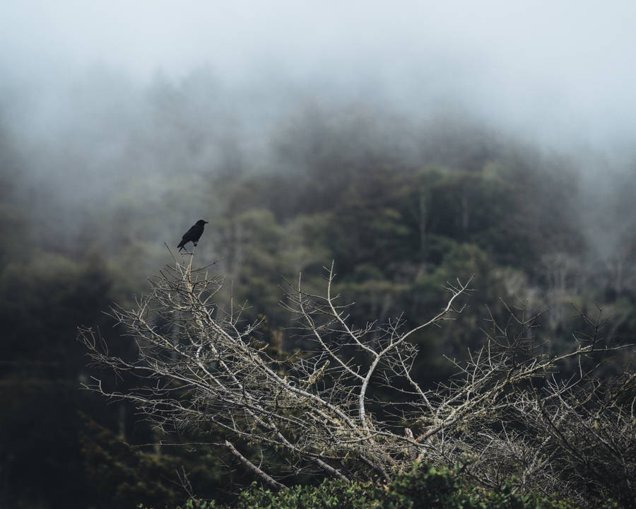 Raven Birds In Foggy Nature Wallpaper