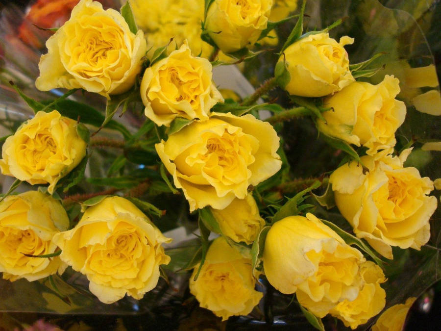 Raw Yellow Rose Wallpaper