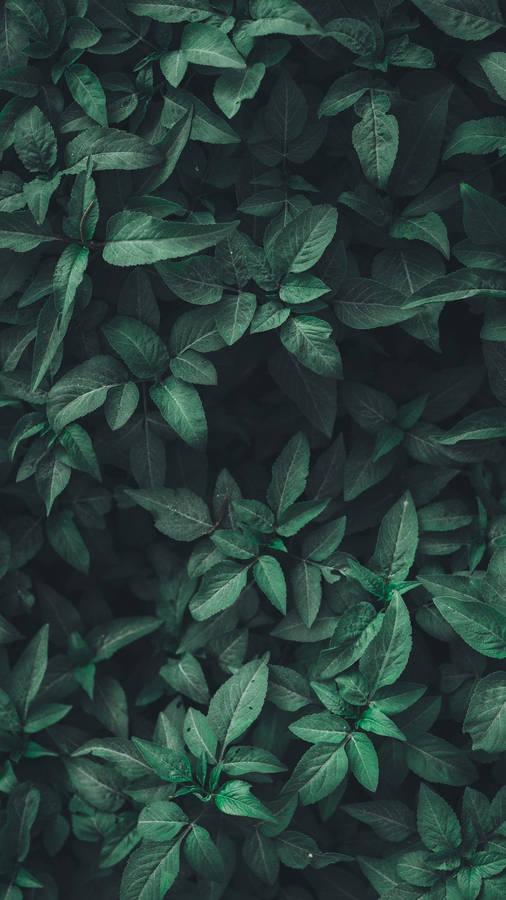 Real Dark Green Leaves Pattern Wallpaper