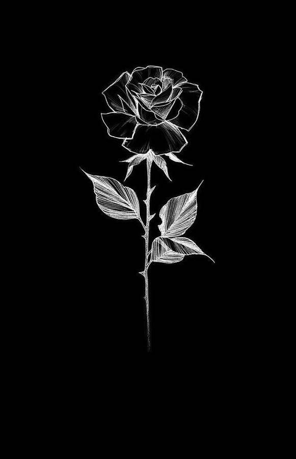 Realistic Stencil Illustration Black Rose Iphone Wallpaper