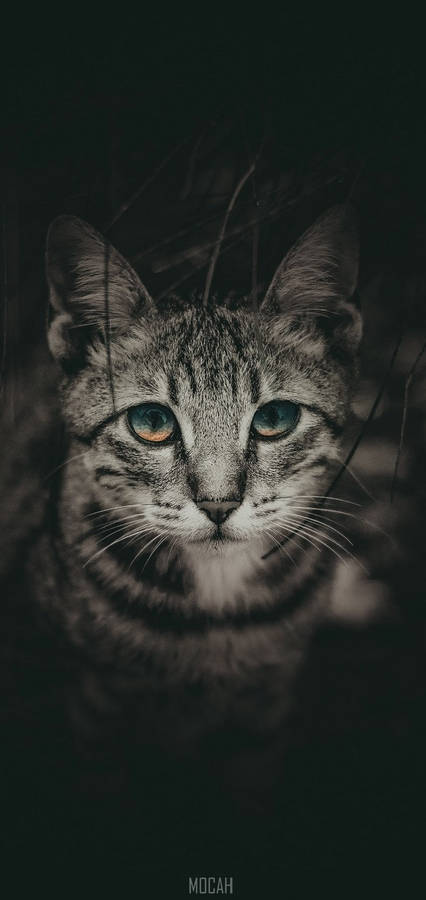 Realme 7 Pro Cat Wallpaper